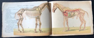 Item #16587 Il Cavallo Malato; Scheletro - Sistema Vasale - Muscoli - Organi Interni del Cavallo....