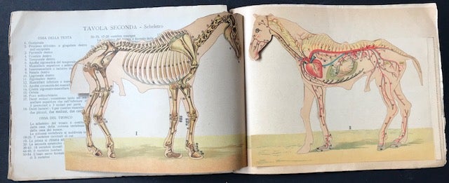 Item #16587 Il Cavallo Malato; Scheletro - Sistema Vasale - Muscoli - Organi Interni del Cavallo. Dot Mico, ore.
