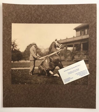 Two Large Photographs of a Performing or Trick Horse