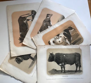 Item #31621 Five Tinted Lithographed Portraits of Cattle--Spain, 1850s. Urrabieta, S. Gonzalez,...