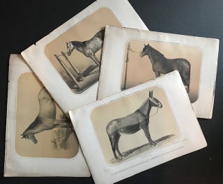 Item #31622 Fourteen Tinted Lithographed Portraits of 12 Horses and 2 Mules--Spain, 1850s....