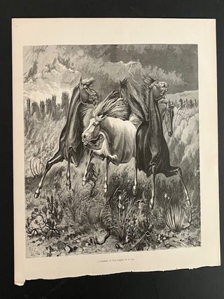 Item #32000 A Stampede of Wild Horses. W. M Cary