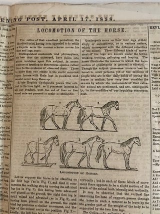 Item #32432 "Locomotion of the Horse" AND "Saddles" (in Saturday Evening...