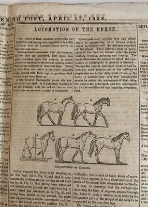 Item #32432 "Locomotion of the Horse" AND "Saddles" (in Saturday Evening...